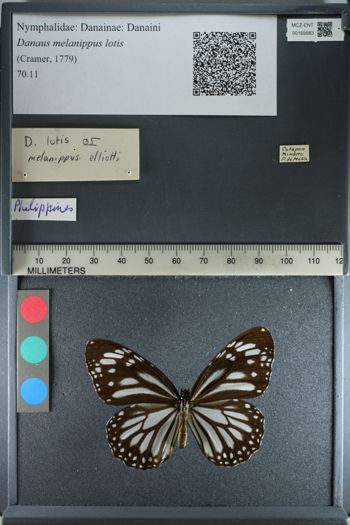 Media type: image;   Entomology 165683